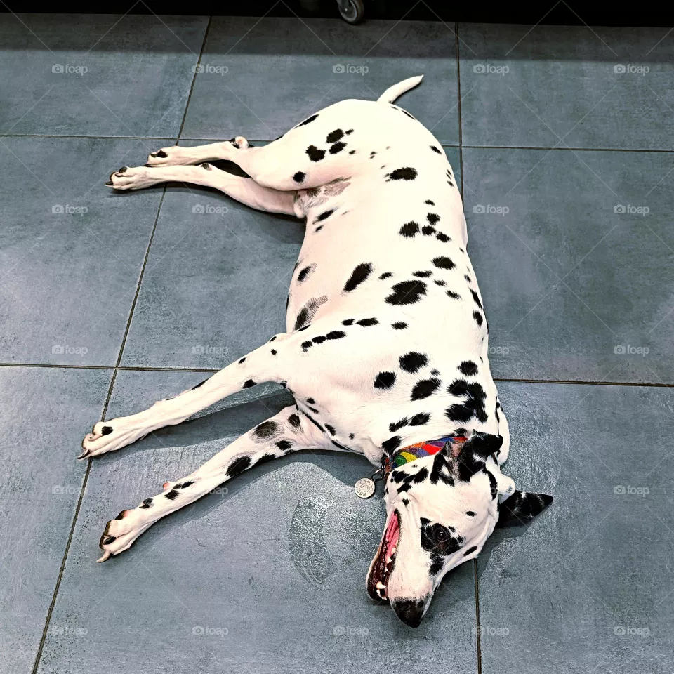 A cheerful Dalmatian escapes from the heat under the air conditioner in the store