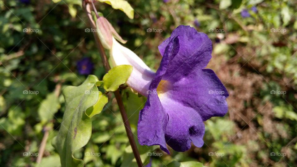 Beautiful violet petal flower
