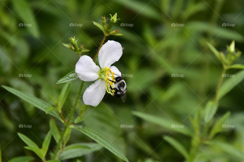 flower bee and pollen