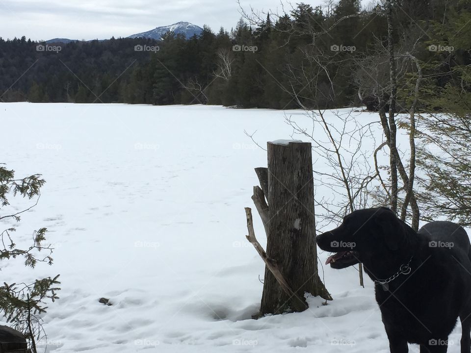 Dog on Lake Placid with Whiteface Mountain