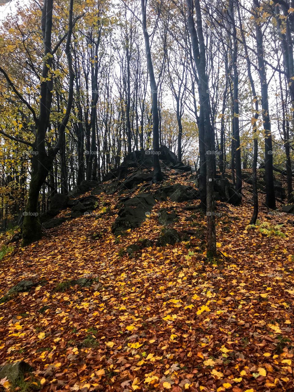 Autumn season. Trees in deciduous season, black trunks with many branches, there are not many leaves on the tree as most of them have fallen to the ground , and there are many wet rock