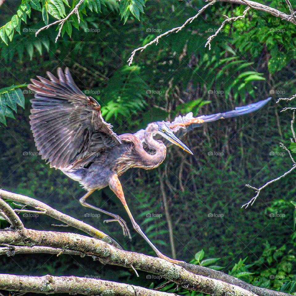 great blue heron