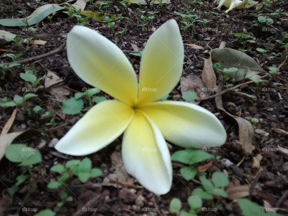 yellow beauty. a really beautiful flower making contrast with the ground