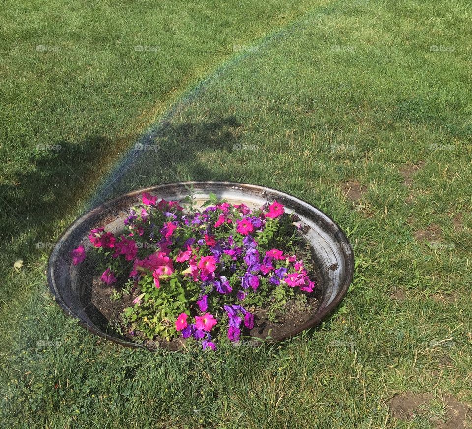 Petunias and a rainbow.