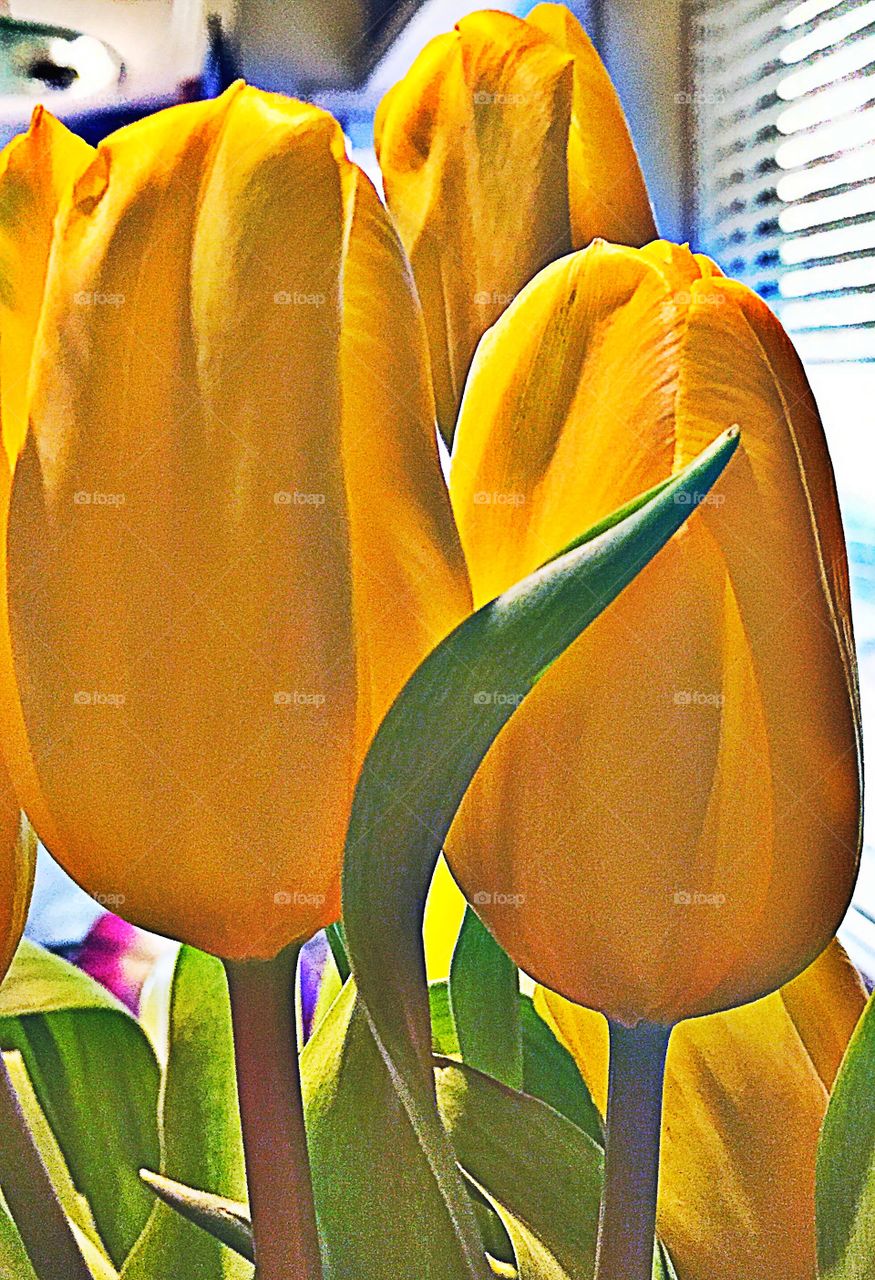 Yellow Tulips