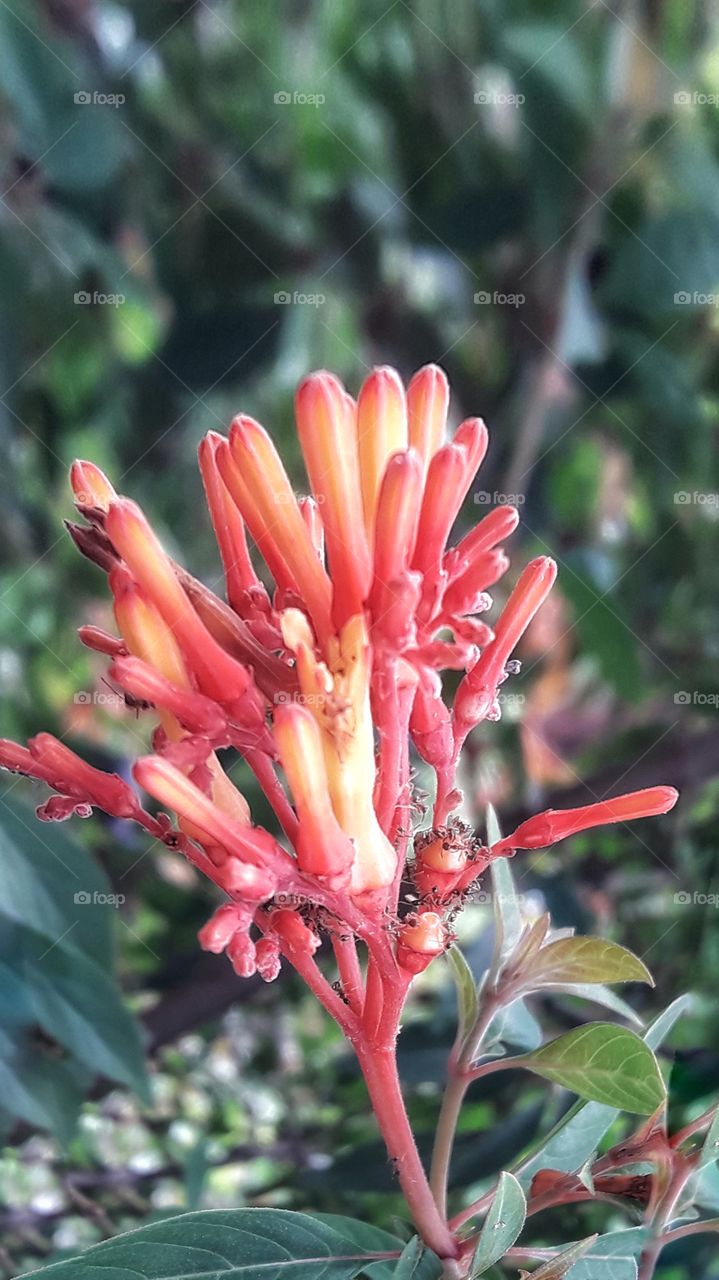 Exotic flowers with leafs and branch