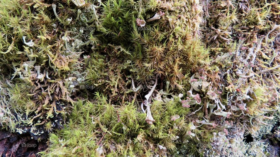 Moss and Mushroom Steibachweiher 