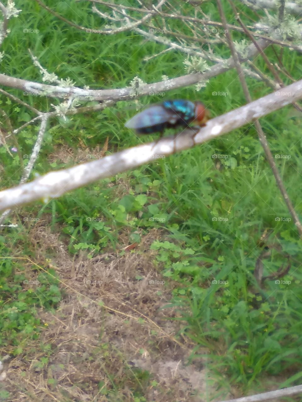 Blow Flies On A Branch