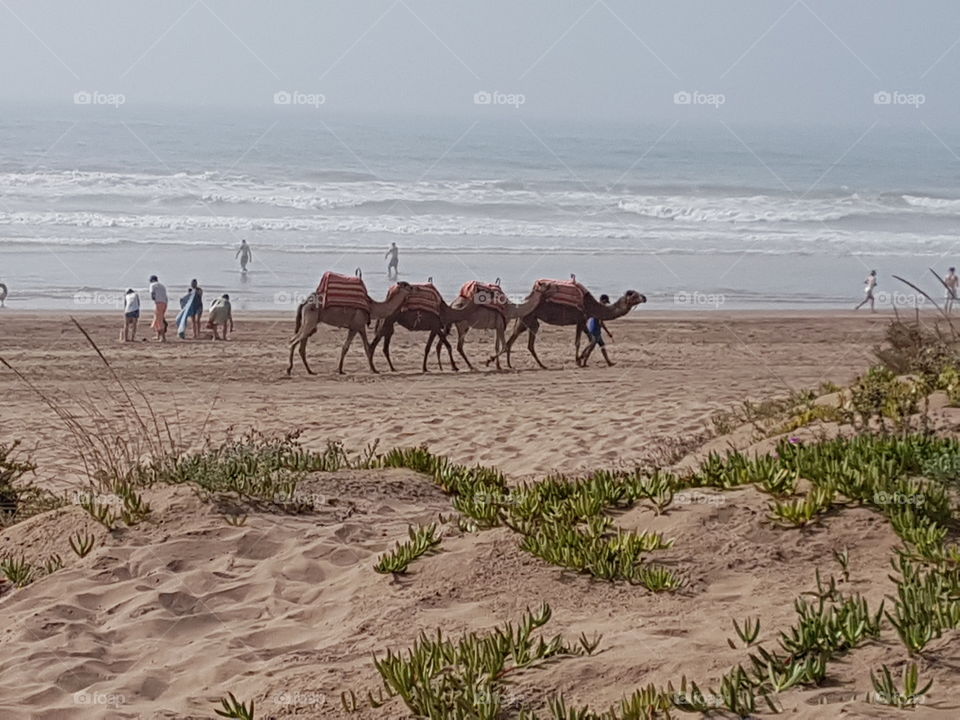 camel on beach morrocan style love summer suny