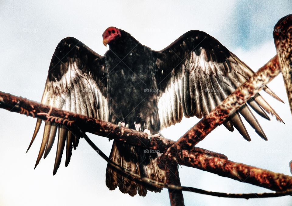 Turkey Vulture, Chile . Turkey Vulture, Chile 