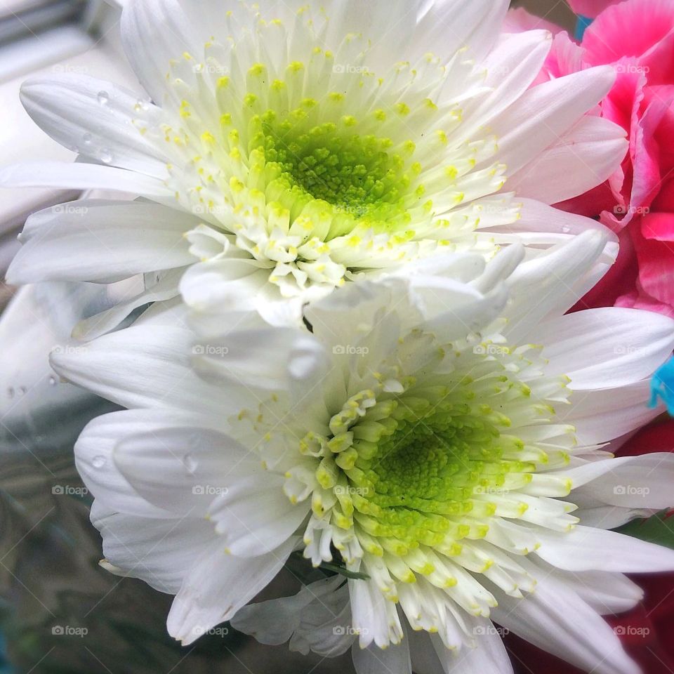 Delicate white flowers