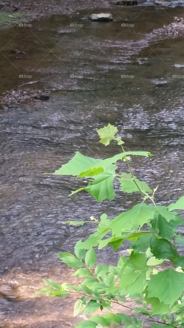 Evening by the Creek