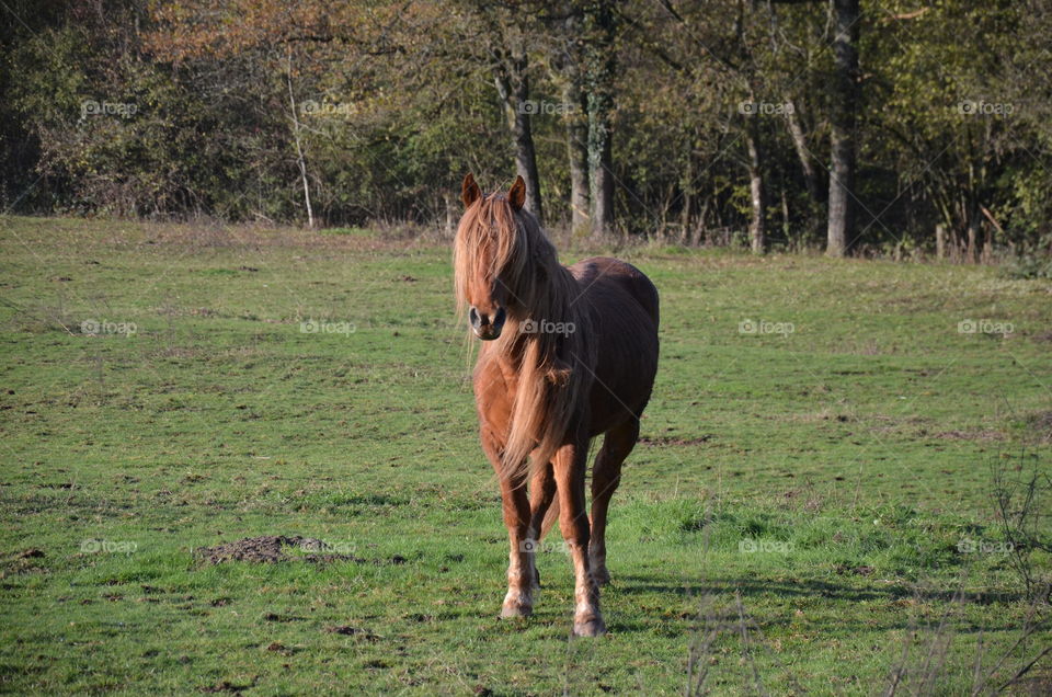 look at this magnificent brown horse in the green nature at the sun which has a beautiful long mane which looks at my camera