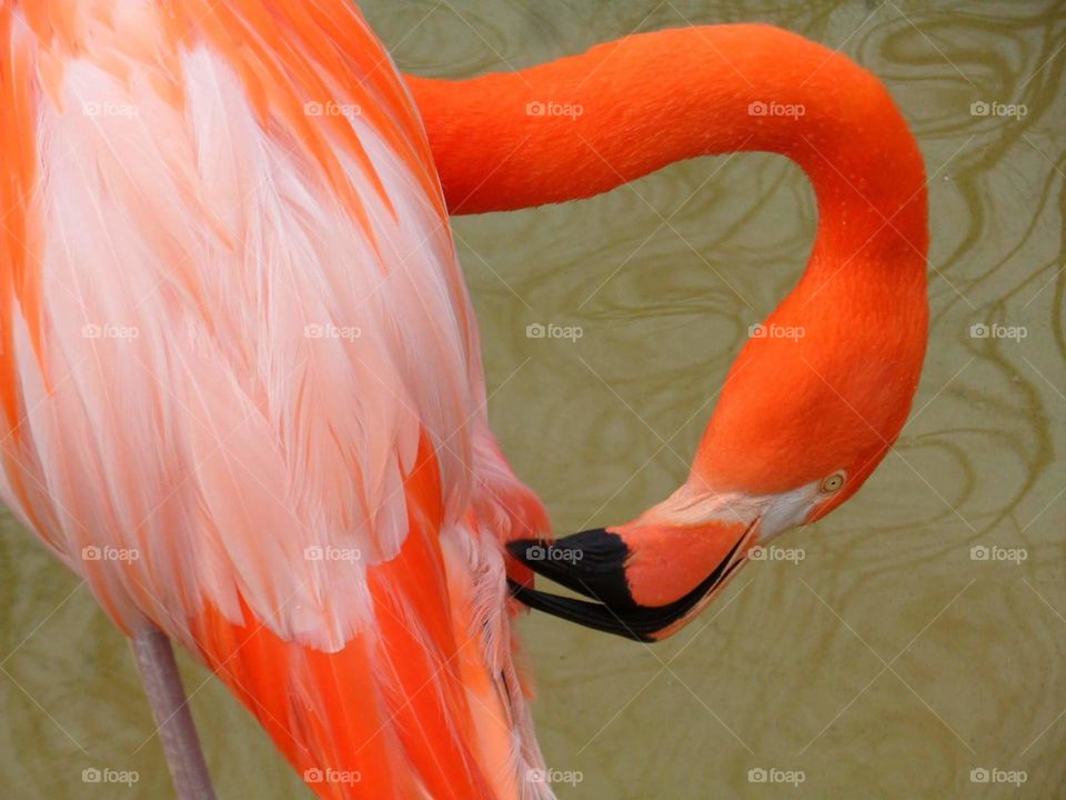 Grooming Orange Flamingo