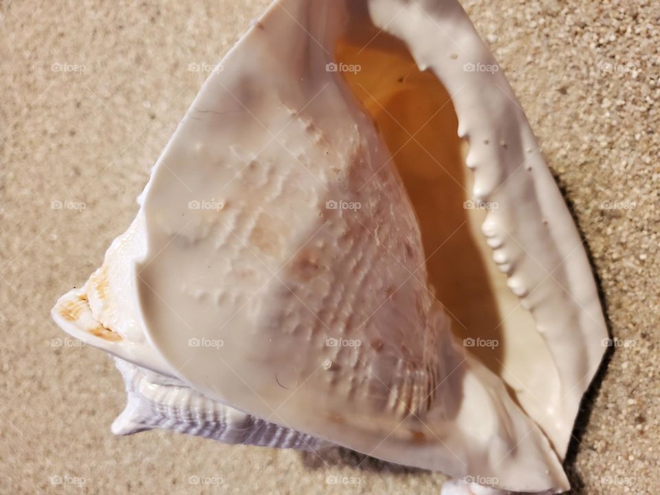 Bottom Side of a Helmet Shell