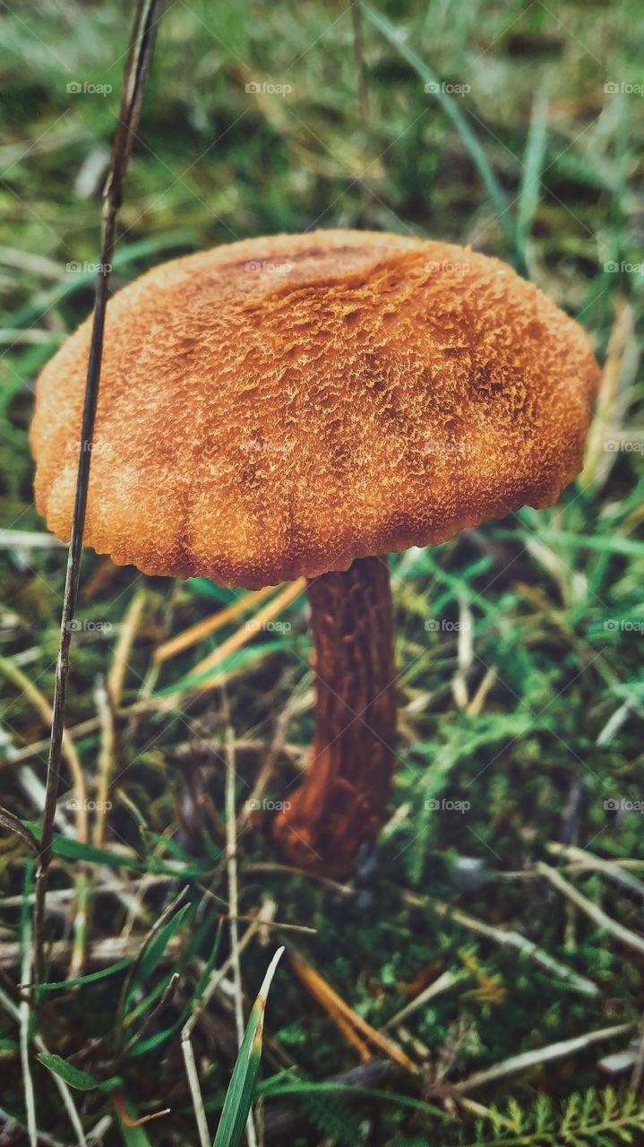mushroom
