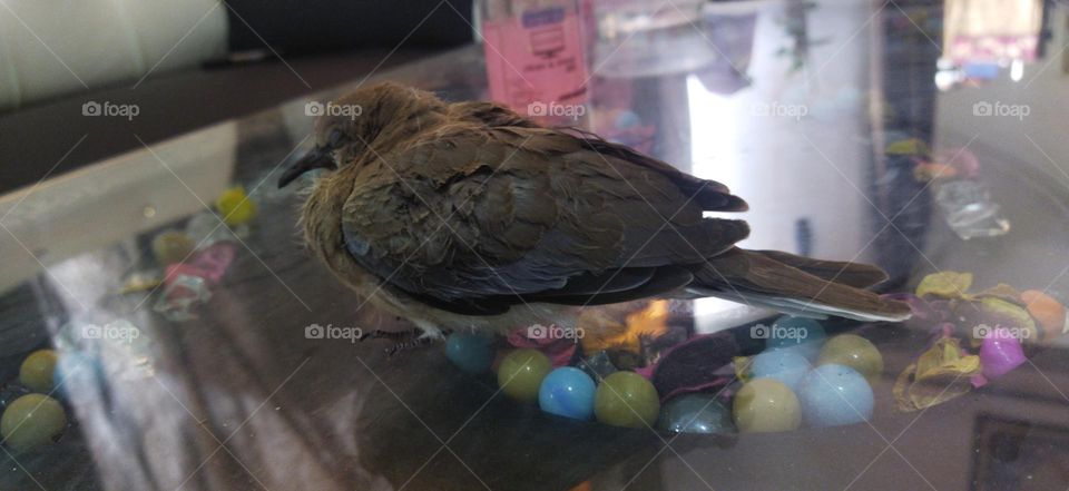 indian dove bird child