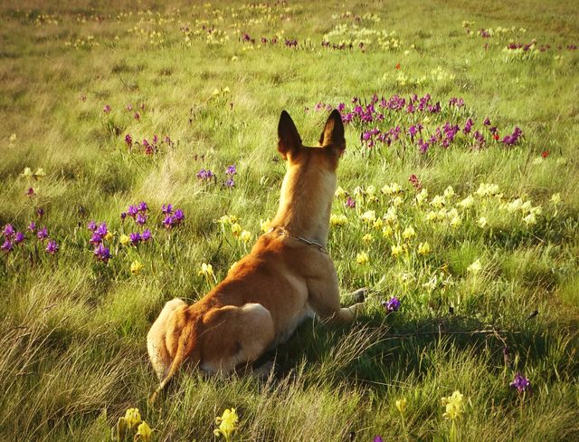 Flowers & dog