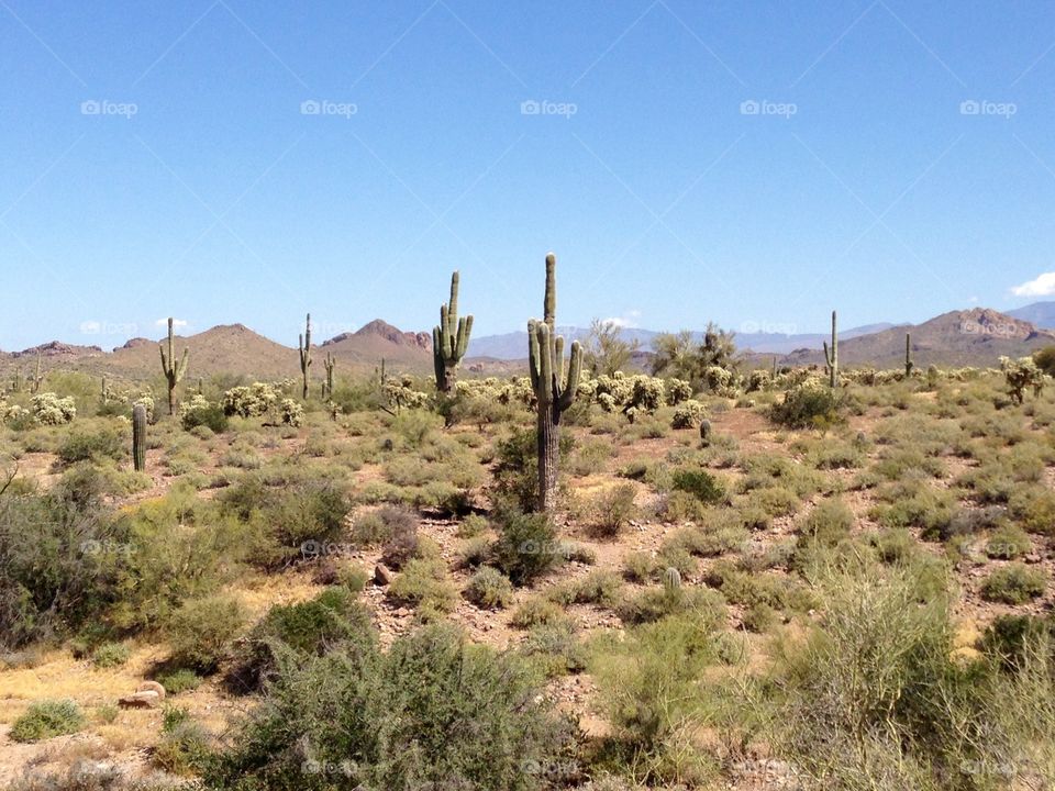Cactus Country. Desert landscape
Apache Junction
Arizona
