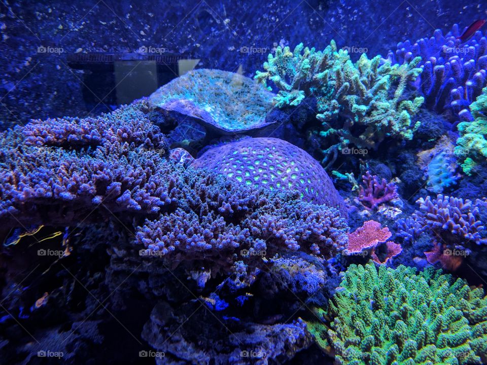 Live Coral Aquarium
