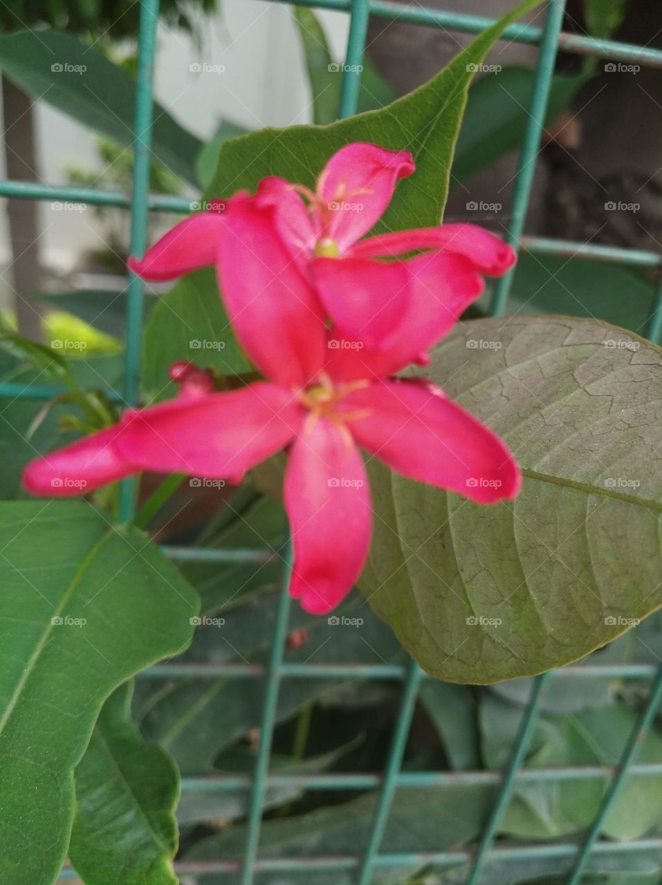 red flower seasonal fresh shurb small size looks very beautiful generally found everywhere