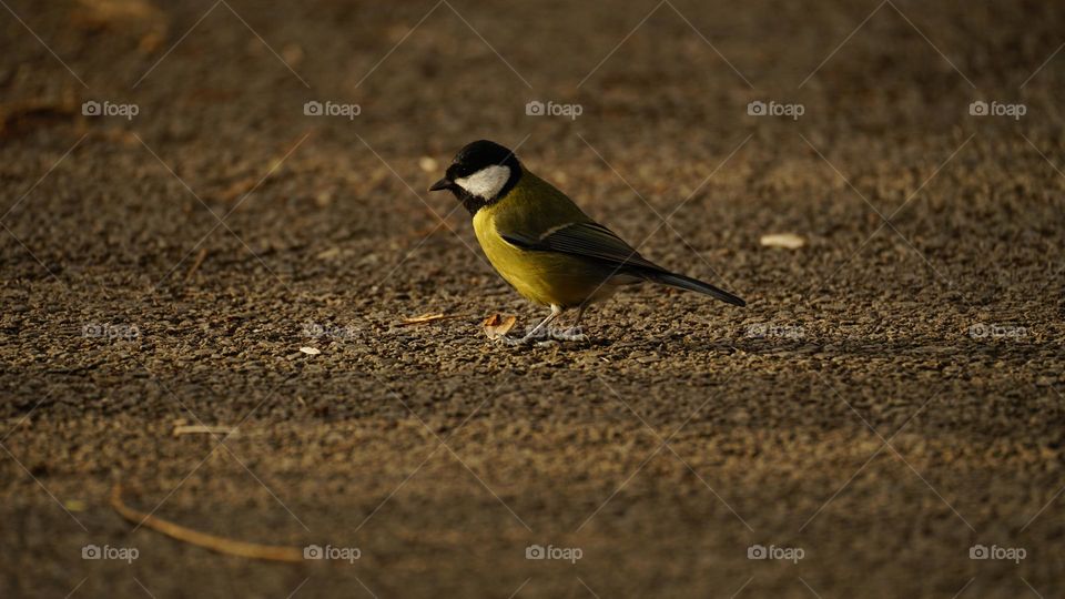 Yellow songbird(wagtail)