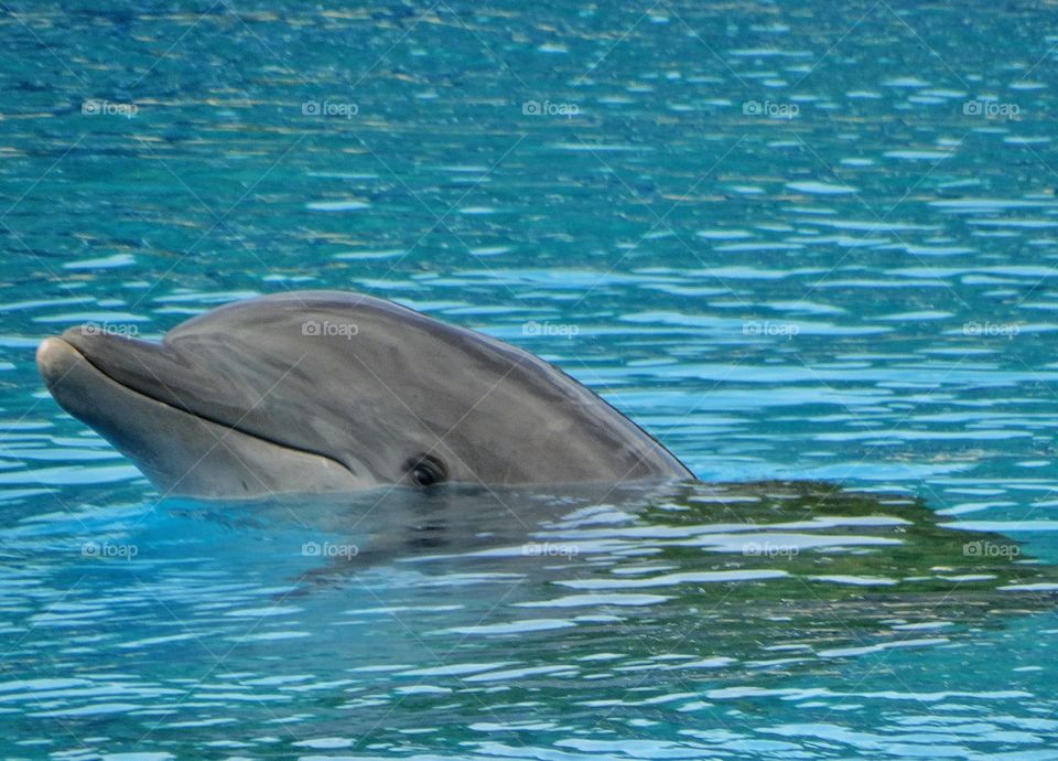 Bottlenose Dolphin. Bottlenose Dolphin In Turquoise Waters Of The Caribbean
