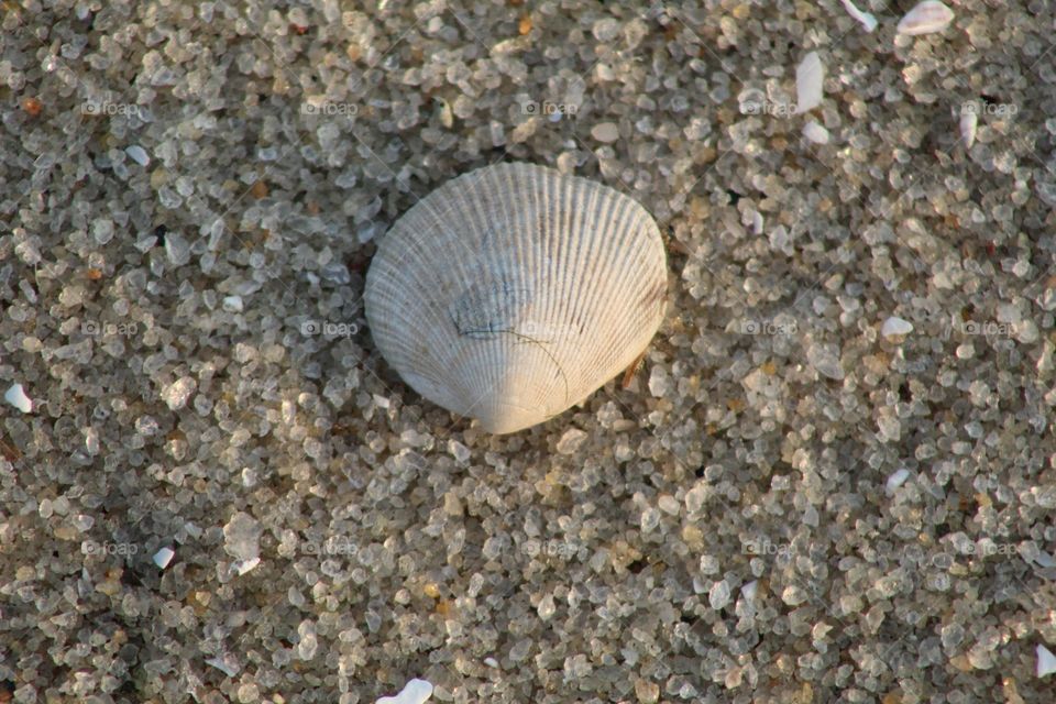 Shell