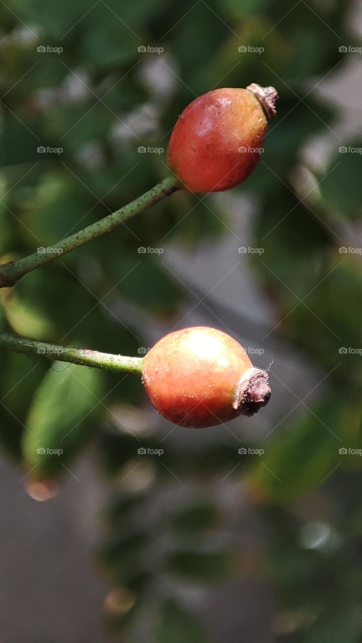 Rose hip