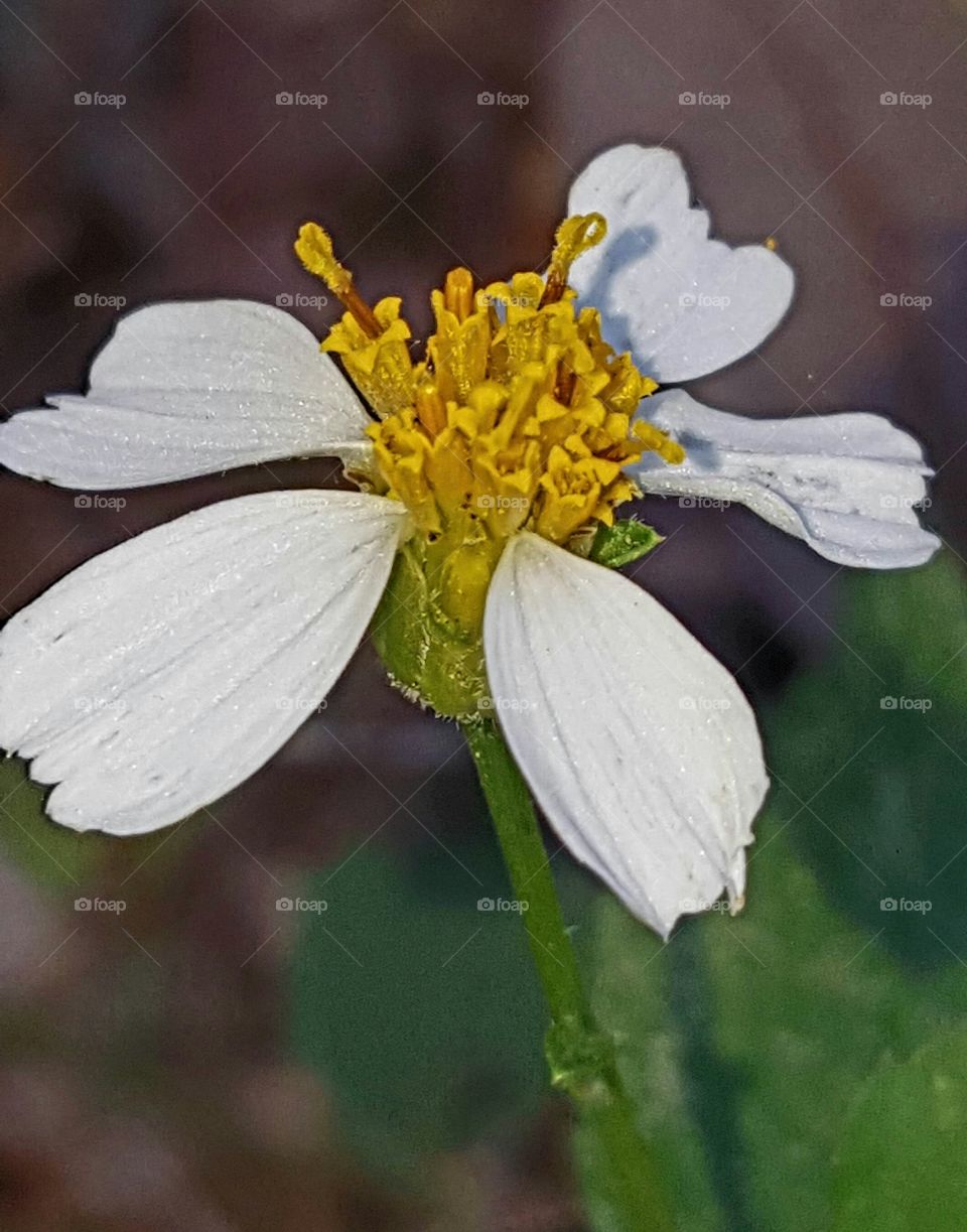 Nature, No Person, Flower, Flora, Summer