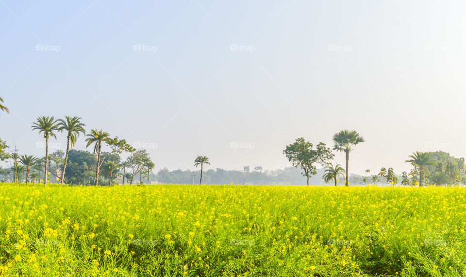 Rape field in summer. Bright Yellow rapeseed garden. Blooming canola flowers. Beautiful vibrant rapeseed field in spring. Blooming rape or (Brassica napus). Country scene rape field summer agriculture