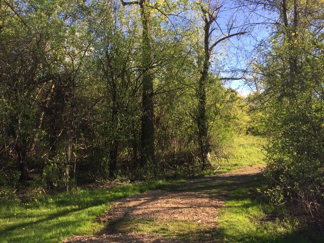 The path