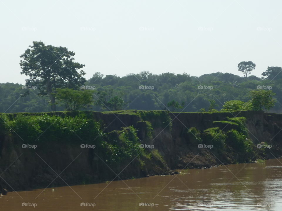 árvores no rio Amazonas