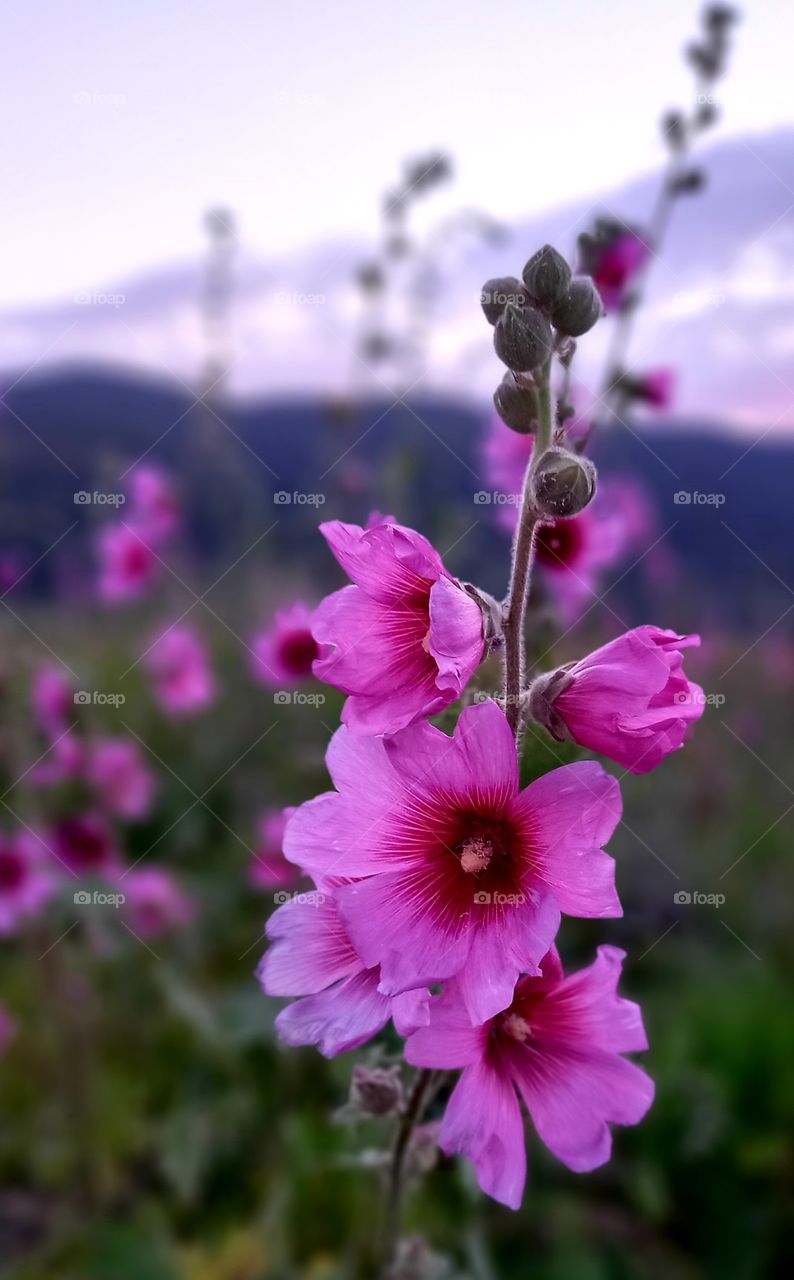 flowers and plants