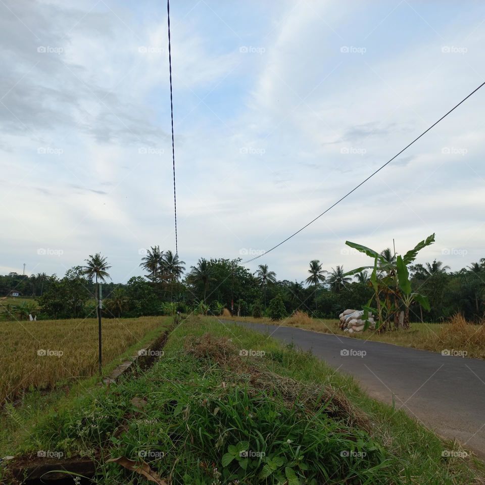 View of the rice fields near the roadside