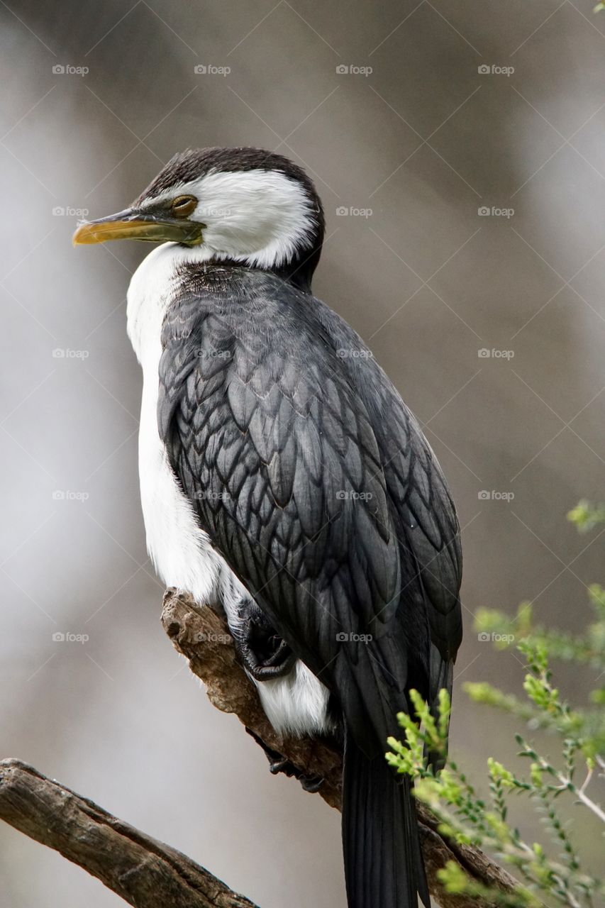 White breasted cormorant