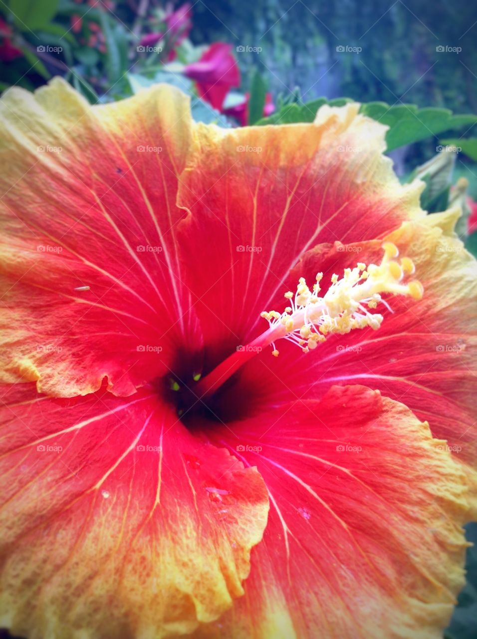 Summer beauties. A red yellow hibiscus for Father's Day.