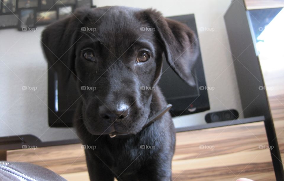 Amy the Labrador 🖤