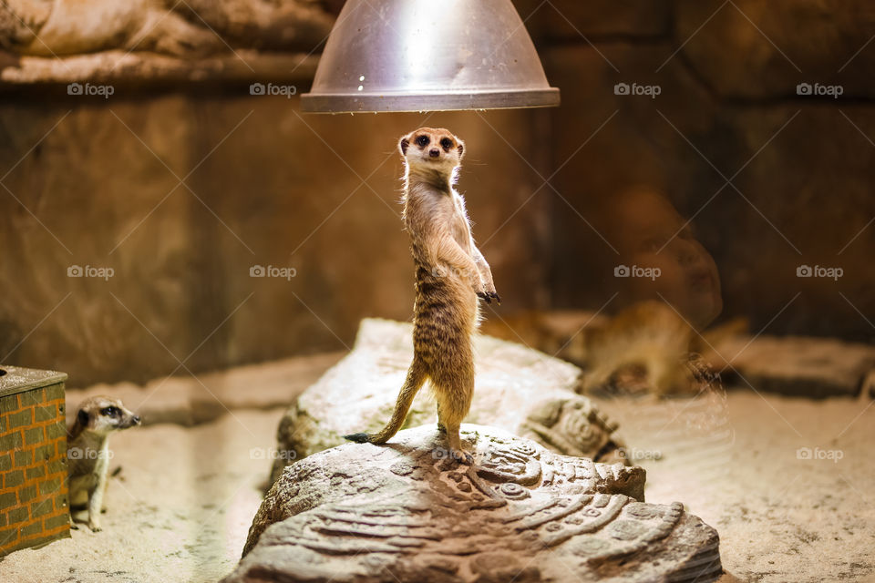 Meerkat