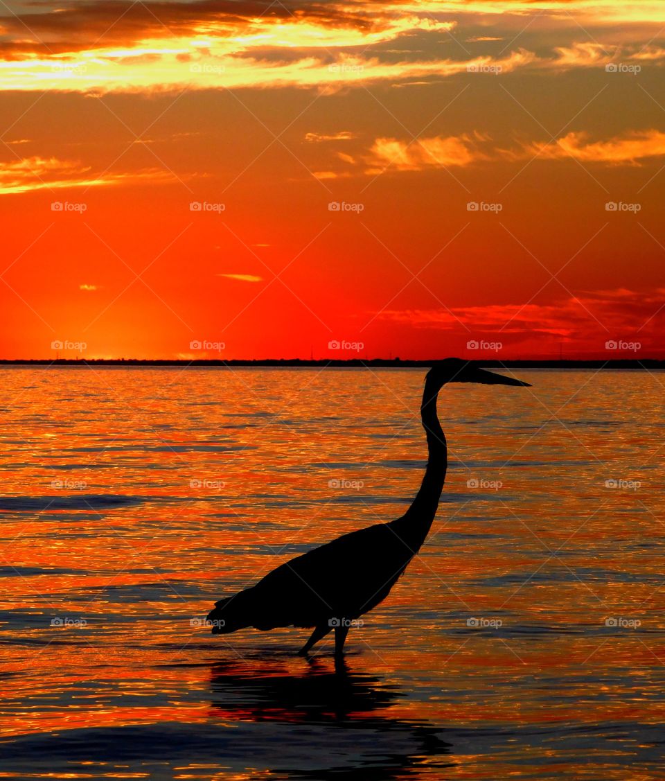 brilliant sunset and a heron silhouette 