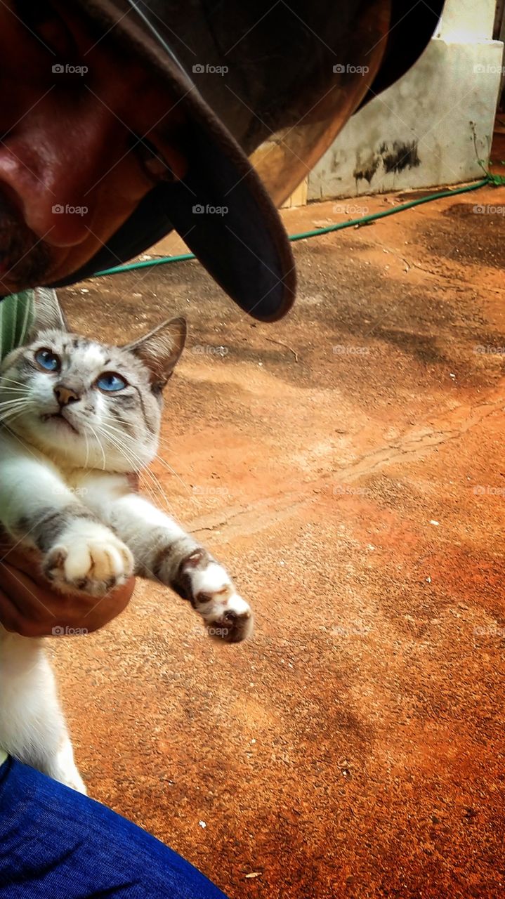 Gato com cara de observação.