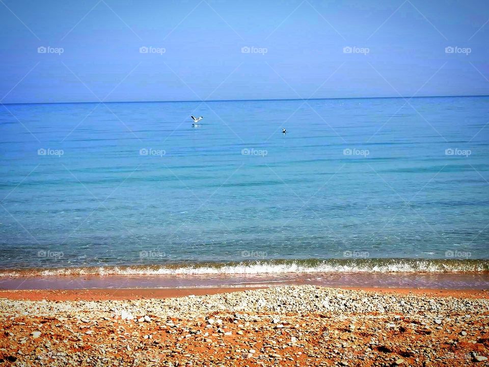 Sea.  Sandy shore.  The azure sea merges with the horizon.  Seagulls fly over the sea