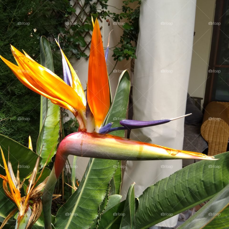 color flower palma