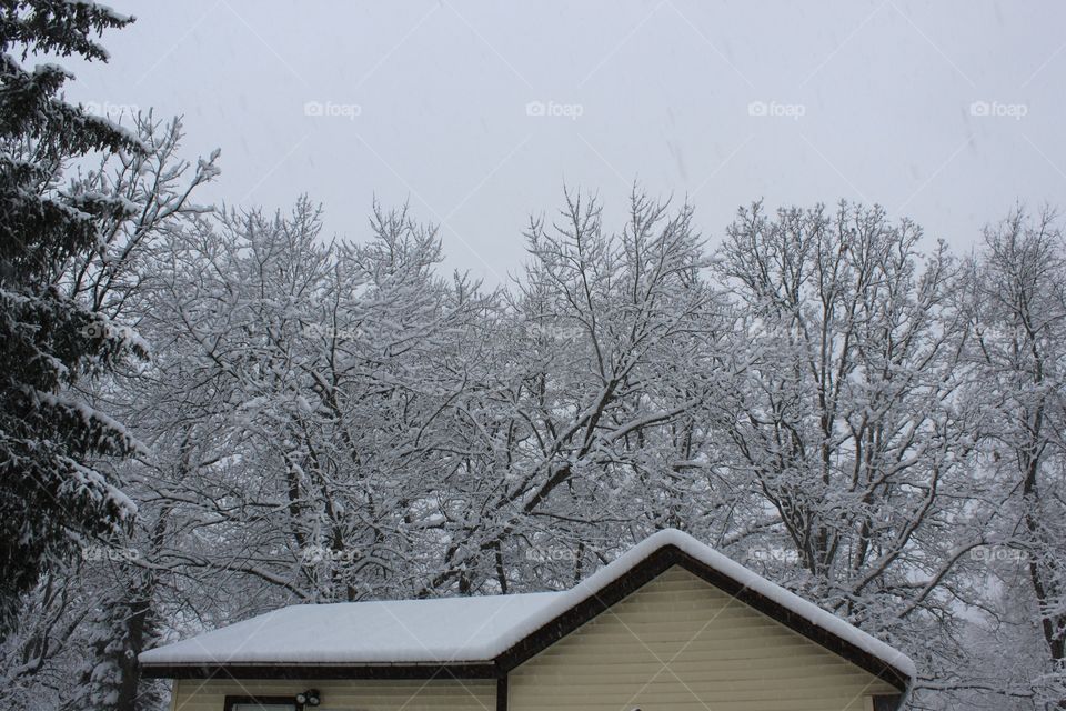 Snowy Treetops
