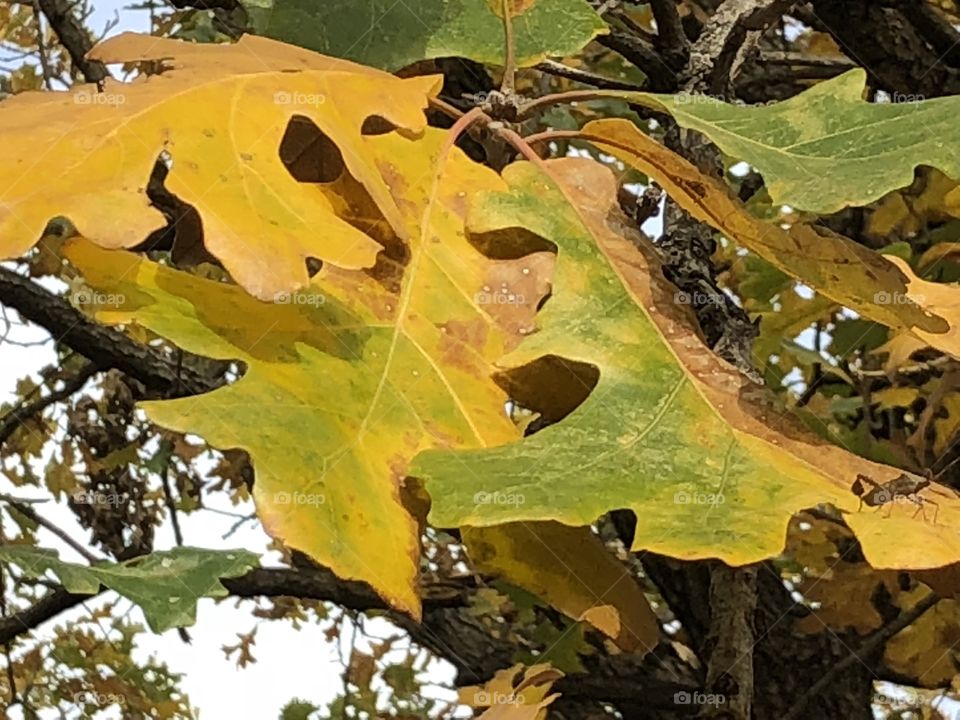 Acorn tree pretty leaves in fall