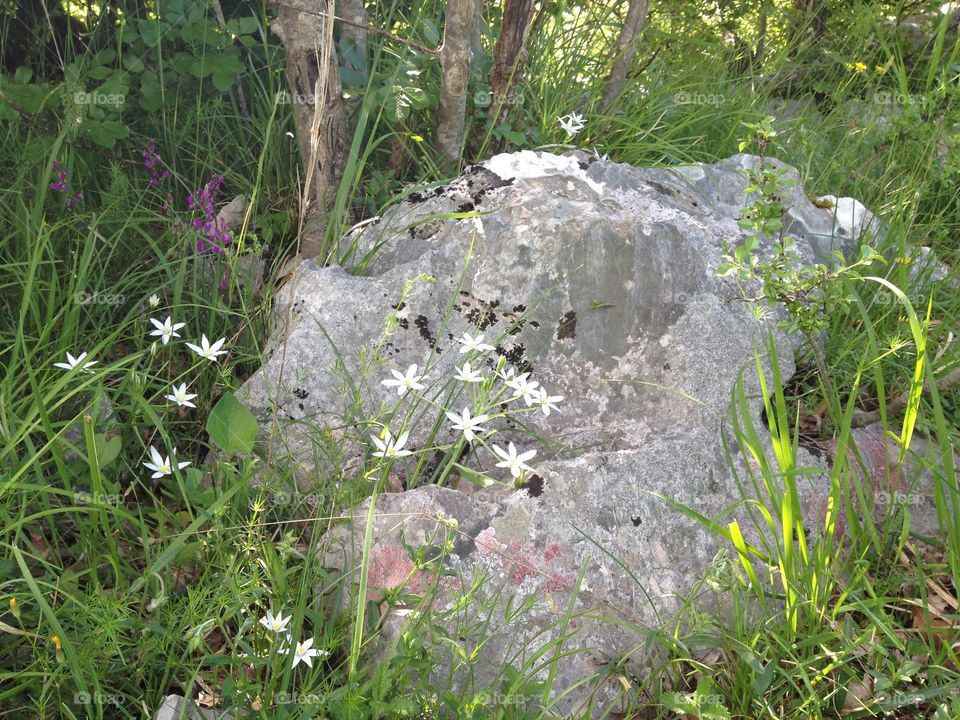The Rock and the Flowers