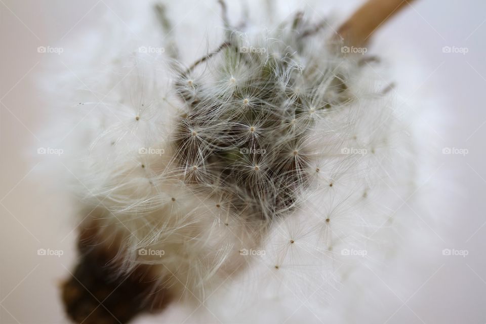 dried dandelions