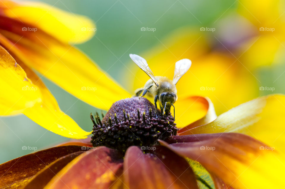 Close-up of bee pollinating flower