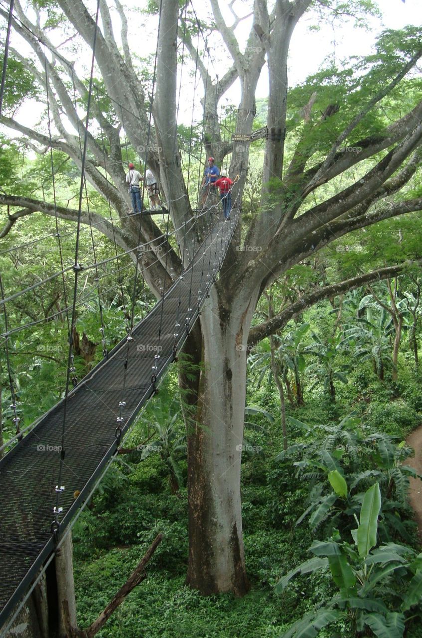 Bridge on the tree tops. Zipline in Nicaragua