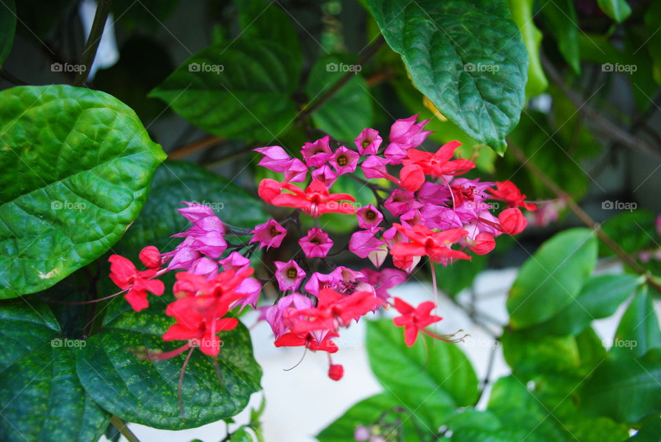 Colorful flowers in Key West, Fl